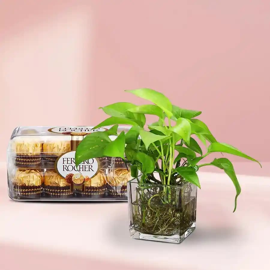 Charming Money Plant with Gourmet Chocolates