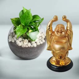 Harmony of Zen: Buddha & Money Plant 1
