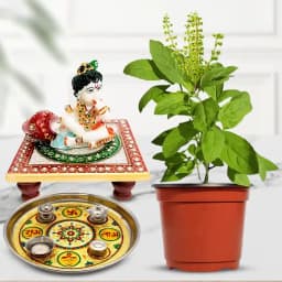 Sacred Tulsi Blessings Gift Set 1