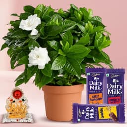 Jasmine Delight Floral Gift Set 1