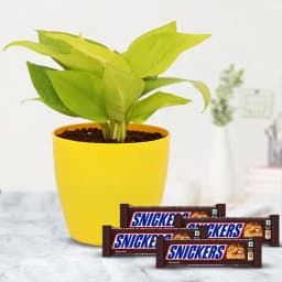 Choco-Green Delight: Money Plant and Treats 1