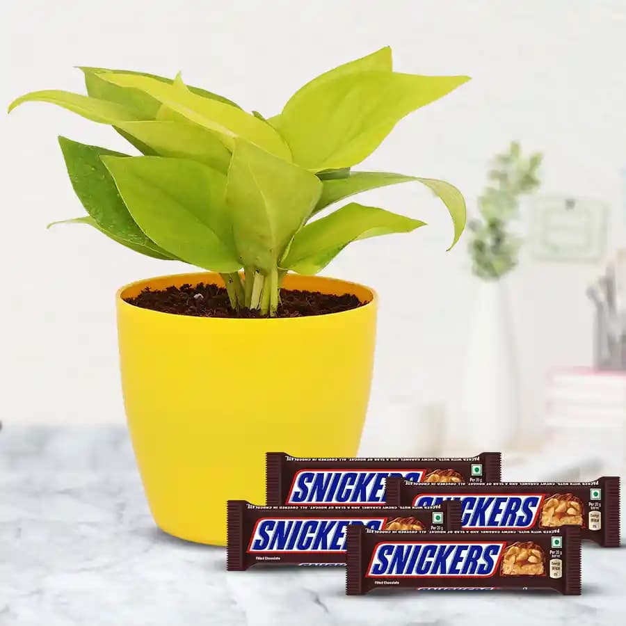 Choco-Green Delight: Money Plant and Treats