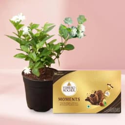Serene Jasmine Combo with Decadent Chocolates 1