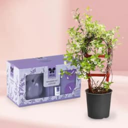 Serene Jasmine & IRIS Aroma Gift Set 1