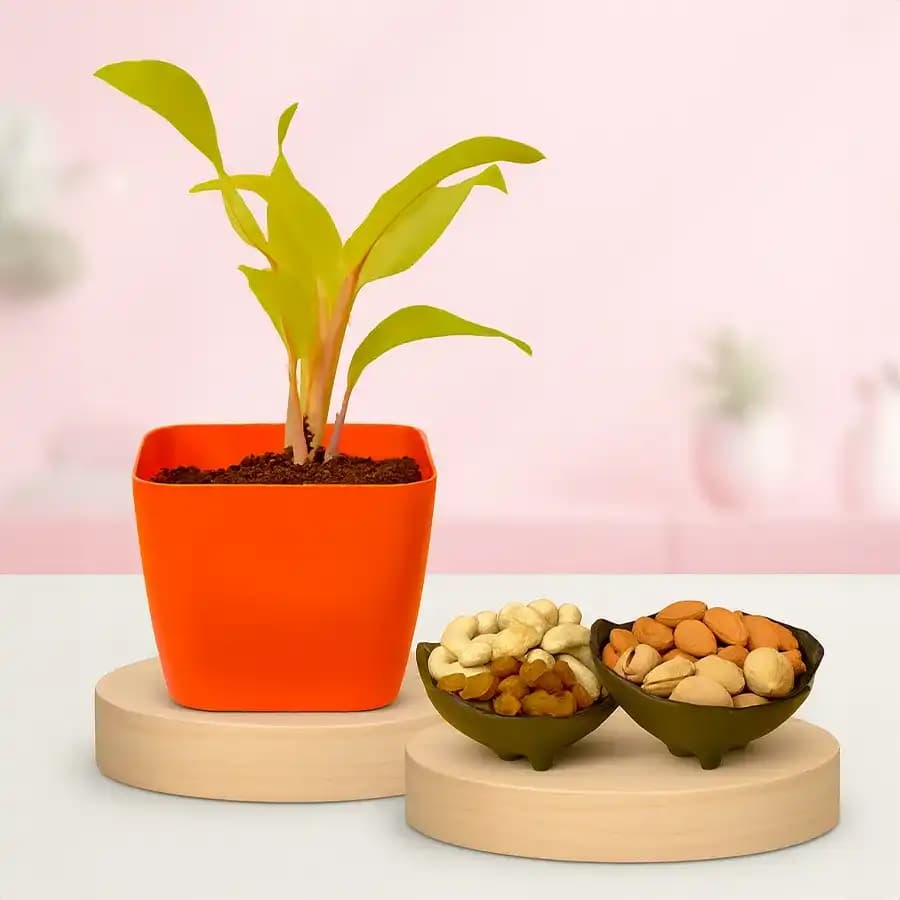 Breathe Easy & Snack Happy