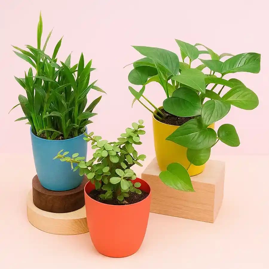 Trio of Fortune Plants