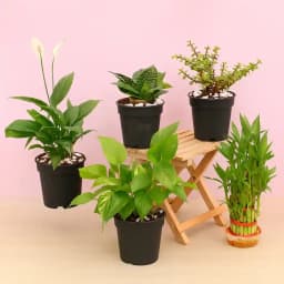 Breathe Easy: A Collection of 5 Air-Enhancing Plants 1