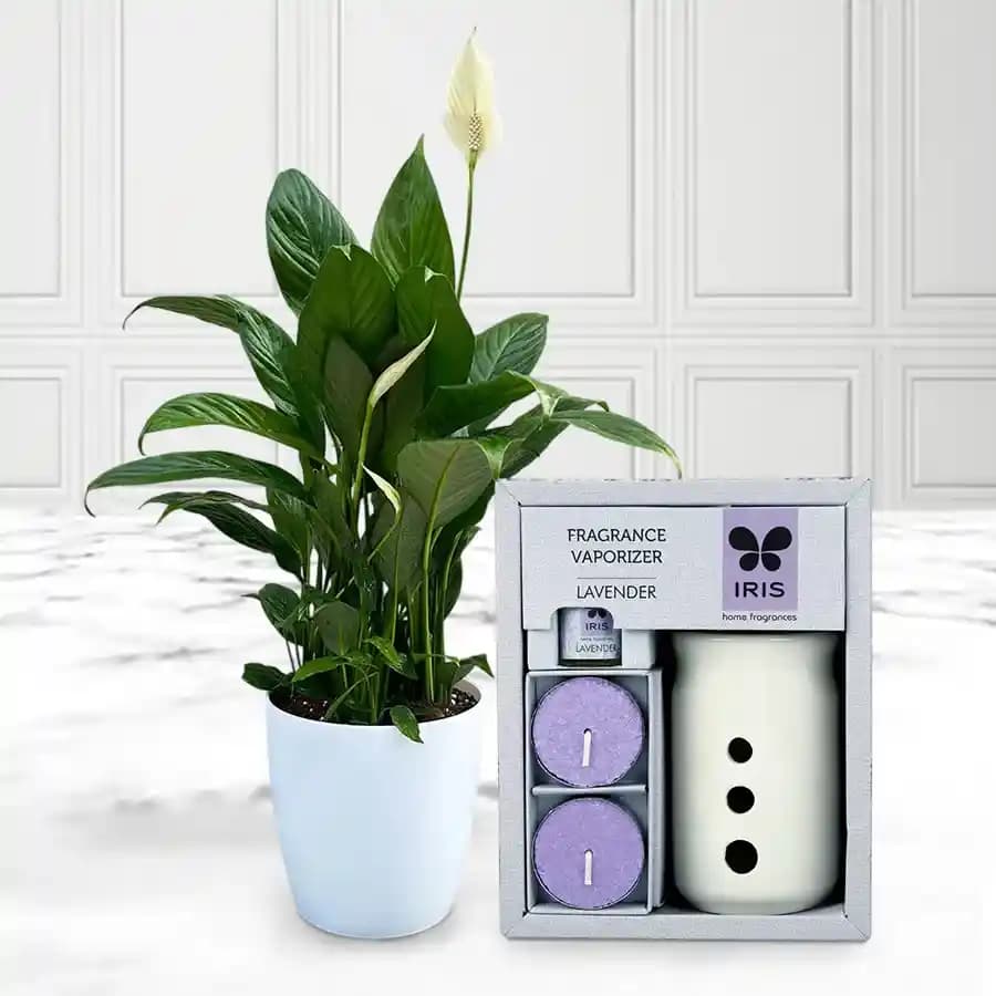 Tranquil Peace Lily & Aromatic IRIS Set