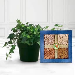 Tranquil Home Oasis with English Ivy & Delightful Dried Fruits 1