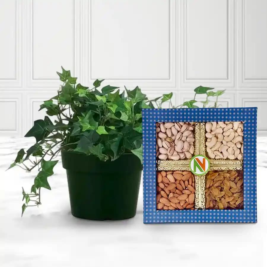 Tranquil Home Oasis with English Ivy & Delightful Dried Fruits