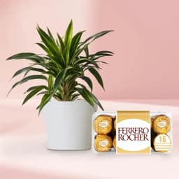 Sweet Harmony: Dracaena and Chocolates Gift Set 1