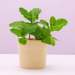 Minty Fresh Charm in Elegant White Planter 1