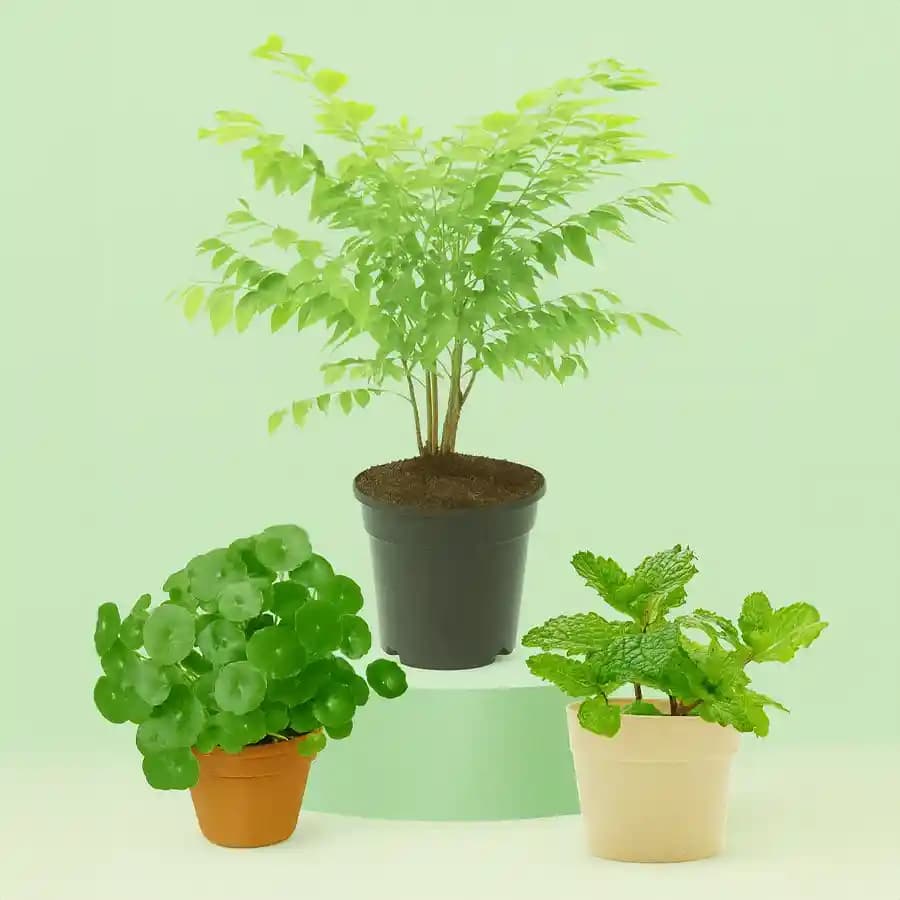 Herbal Harmony: A Gift of Nature's Best