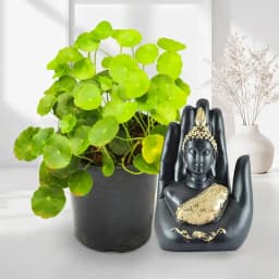 Serenity Blend: Brahmi & Buddha Harmony 1