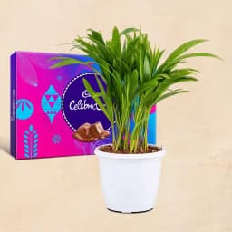 Elegant Areca Palm and Chocolate Delight 1