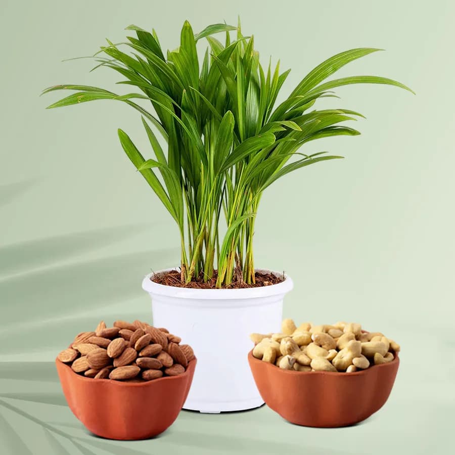 Lush Areca Palm with Gourmet Nuts