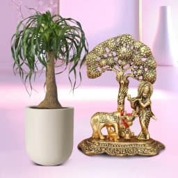 Serene Krishna with Pony Tail Palms 1
