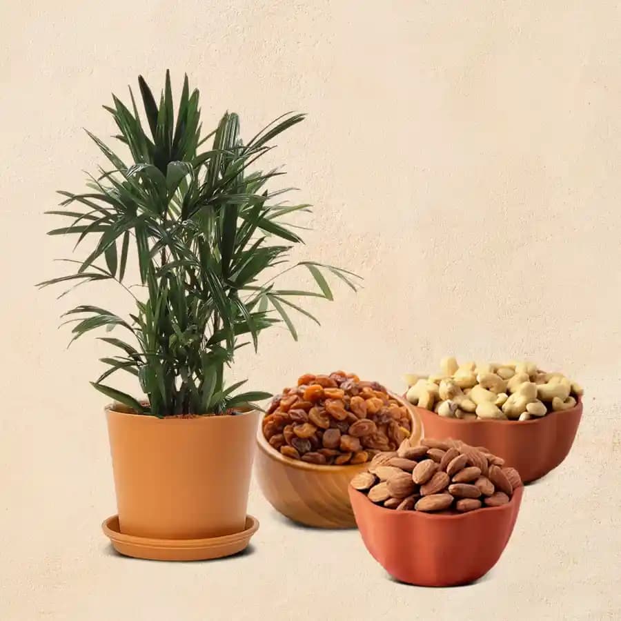 Tropical Essence Plant & Nut Mix