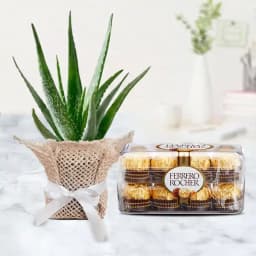 Soothing Aloe Surprise with Gourmet Chocolates 1