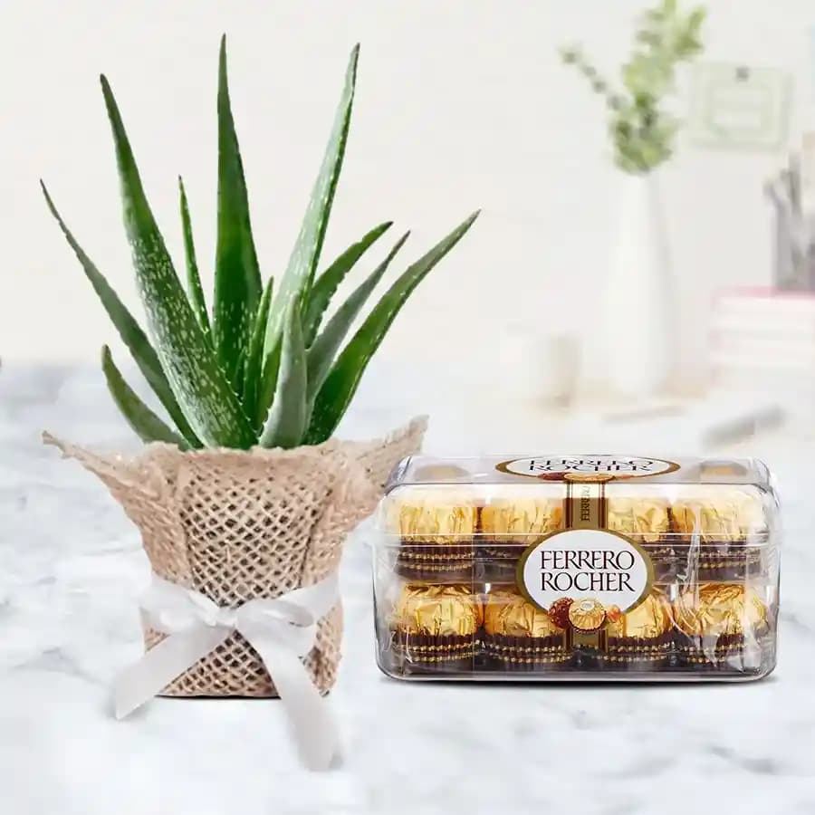 Soothing Aloe Surprise with Gourmet Chocolates