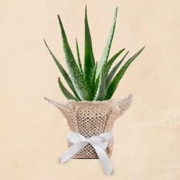 Serene Aloe Vera Delight in Eco-Friendly Jute 1
