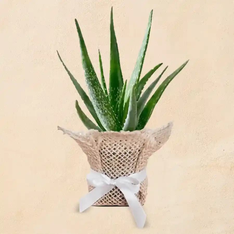 Serene Aloe Vera Delight in Eco-Friendly Jute