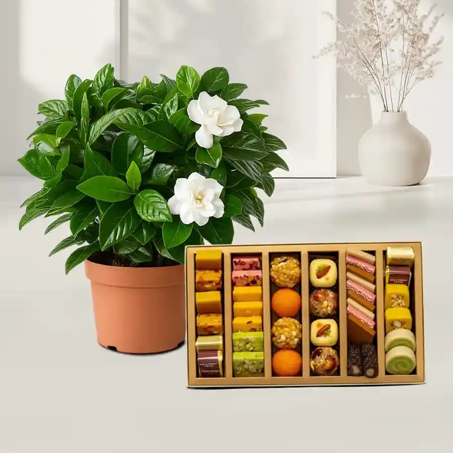 Vibrant Portulaca & Gourmet Treats Collection