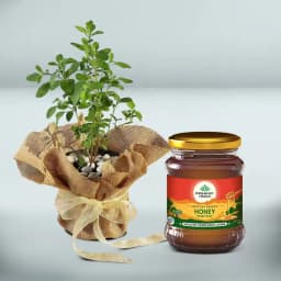 Serenity in a Jute Wrap: Tulsi Plant & Honey Duo 1