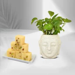 Calming Money Plant with Decadent Soan Papdi 1