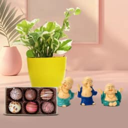 Essence of Prosperity: Money Plant and Buddha Collection 1
