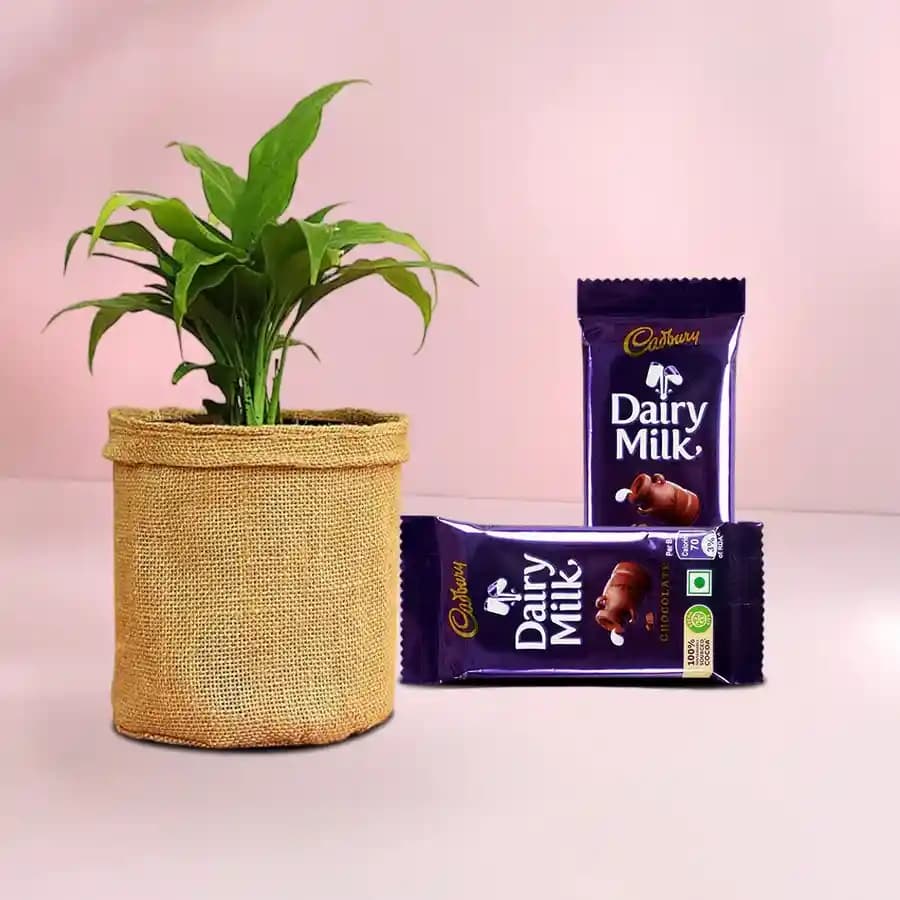 Charming Peace Lily in Jute with Gourmet Chocolate Treats