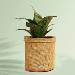 Serene Jute-Encased Snake Plant 1