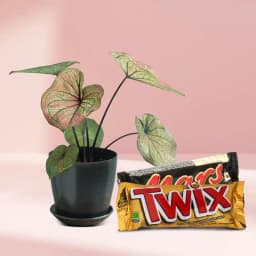 Charming Caladiums and Chocolate Delight Set 1