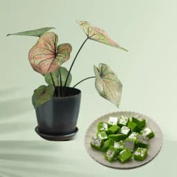 Charming Caladiums with Sweet Indulgence 1