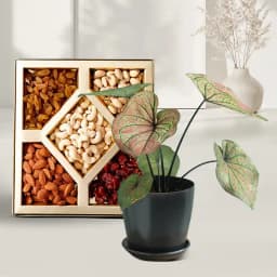 Exquisite Caladium Collection with Gourmet Snack Mix 1