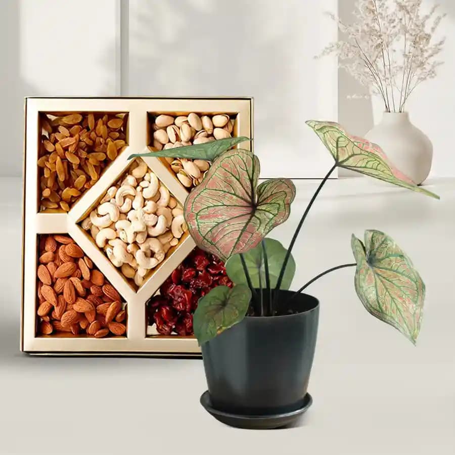 Exquisite Caladium Collection with Gourmet Snack Mix