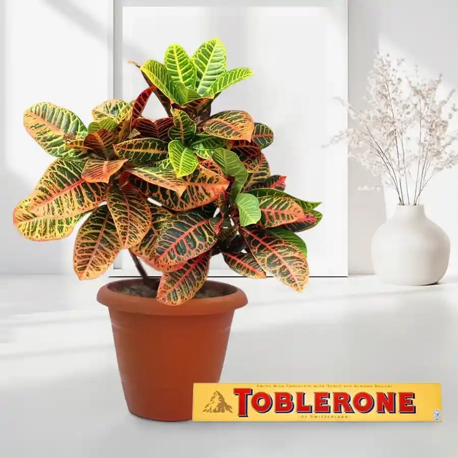 Vibrant Green Joy: Crotons with Gourmet Chocolate