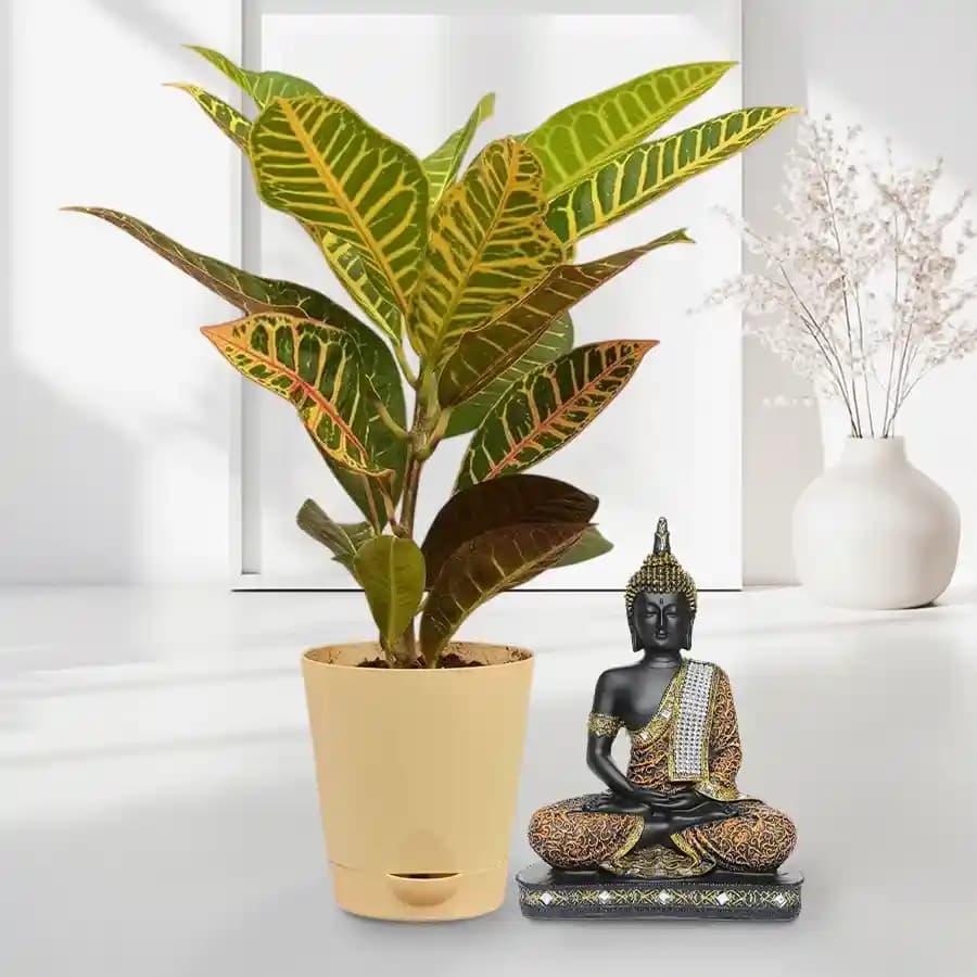 Tranquil Buddha with Vibrant Crotons