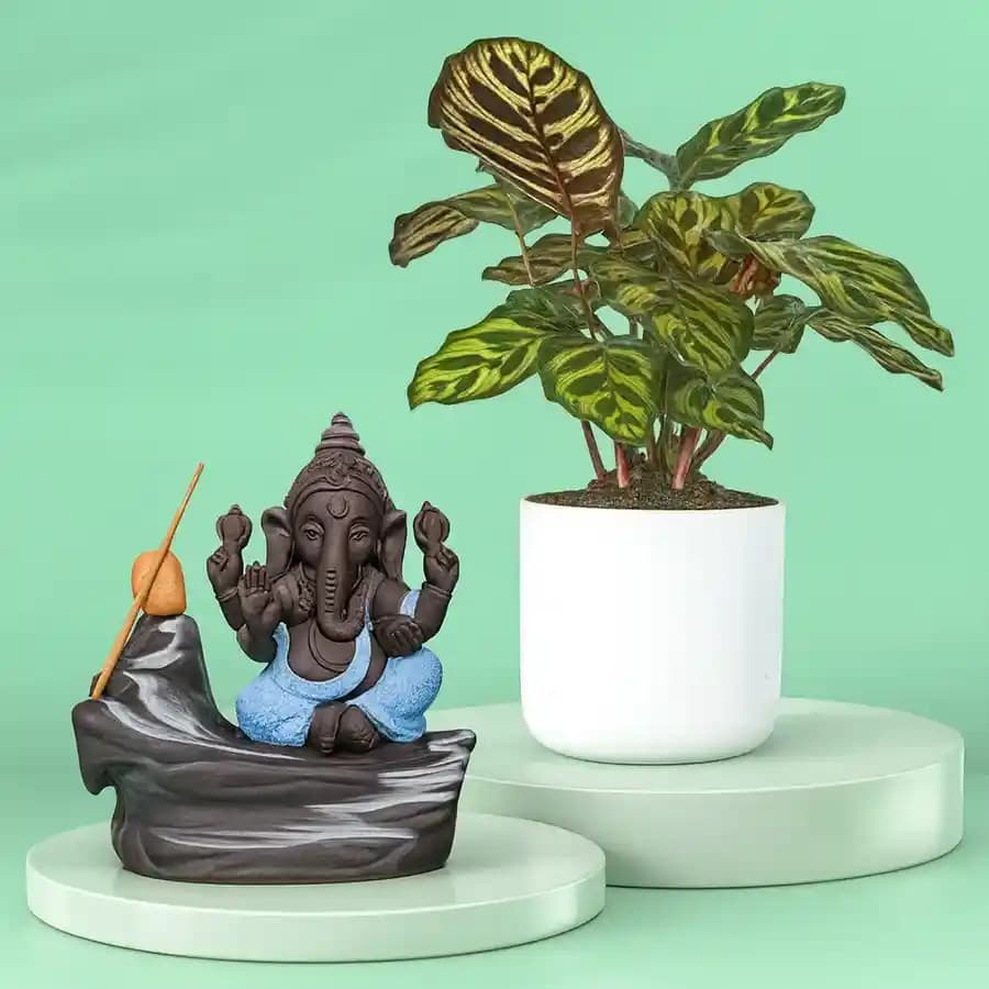 Serene Indoor Oasis: Calatheas & Ganesha Ensemble