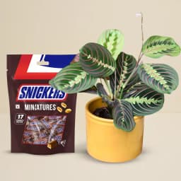 Joyful Maranta with Chocolate Surprise 1