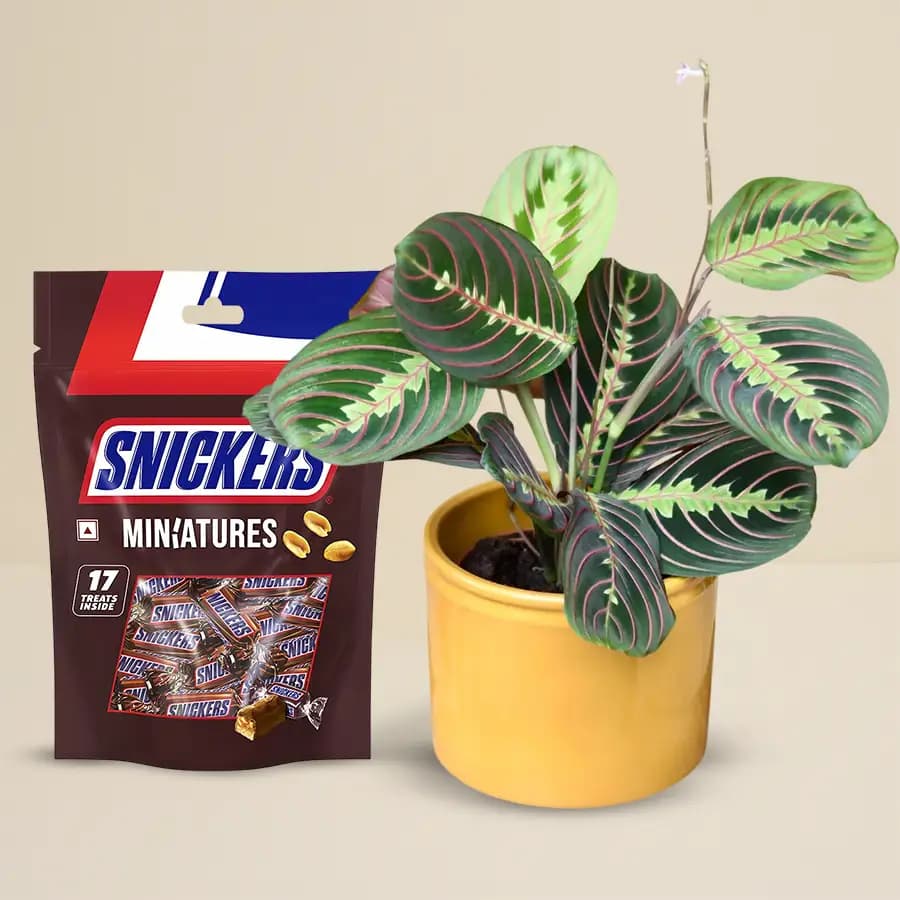 Joyful Maranta with Chocolate Surprise