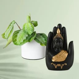 Zen Oasis: Maranta Plant with Tranquil Buddha 1