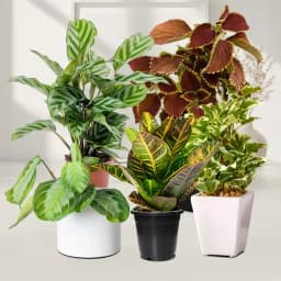 Indoor Plant Joy: A Vibrant Collection 1