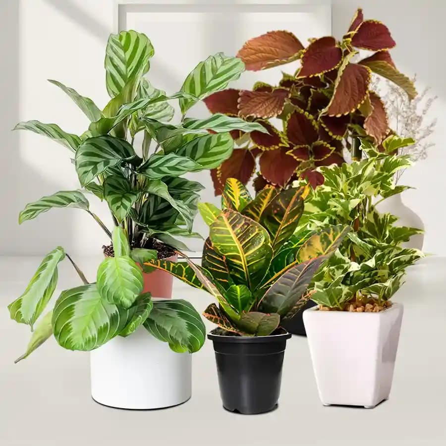 Indoor Plant Joy: A Vibrant Collection