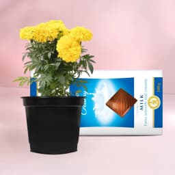 Sunny Marigold & Gourmet Chocolate Duo 1