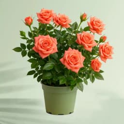 Charming Miniature Rose Plant Gift 1