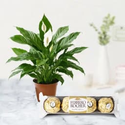 Charming Lily & Luxury Truffles Set 1