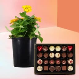 Vibrant Zinnia & Gourmet Chocolate Set 1