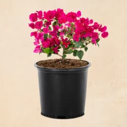 Vibrant Bougainvillea in Elegant Pot 1