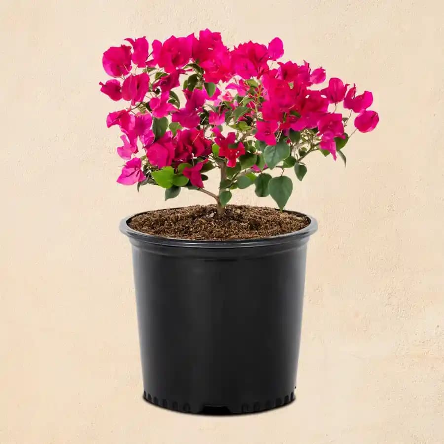 Vibrant Bougainvillea in Elegant Pot